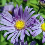Asters