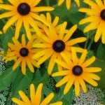 Black-eyed Susan