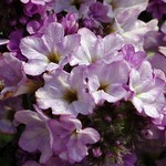 Garden Heliotrope