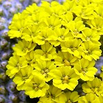 Yarrow