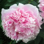 Peonies