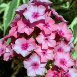 Summer Phlox