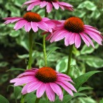 Coneflowers