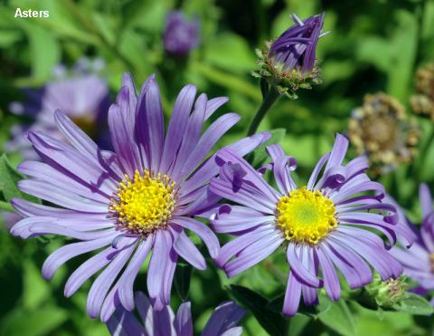 Asters