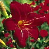 Autumn Red Daylily