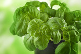 Basil