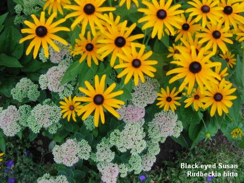 Black-eyed Susan - Rudbeckia hirta - Indian Summer