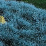 Blue Fescue