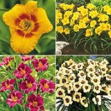 Border Daylilies