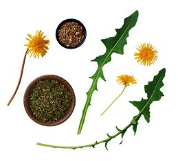 Uses of Dandelions