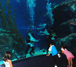 A diver feeds the sting ray fish at Siam Ocean World, Bangkok as kids look on in amazement
