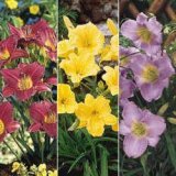 Dwarf Daylily Collection