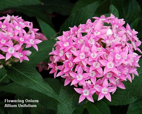 Flowering Onions - Allium Unifolium