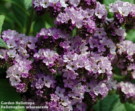 Garden Heliotrope