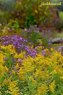 How to Grow Goldenrod