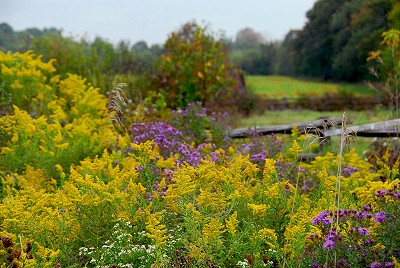 Goldenrod