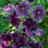 Hardy Geranium