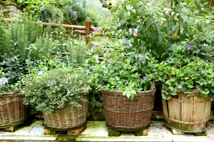 <a class='interlink' href='https://www.dotcomwomen.com/home/common-herbs-in-your-backyard/10572/'>Herb Garden</a>