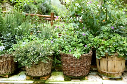 <a class='interlink lazyload' href='https://www.dotcomwomen.com/home/common-herbs-in-your-backyard/10572/'>Herb Garden</a>