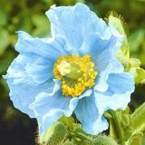 Himalayan Blue Poppy