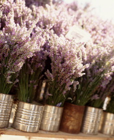 Lavender - A Treat For The Senses