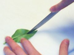Leaf Cutting Propagation