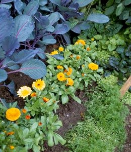 Marigolds with Carrots and Cabbages