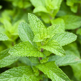 Mint - herb plant