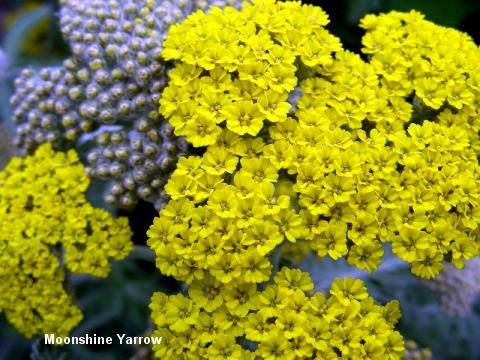 Moonshine Yarrow