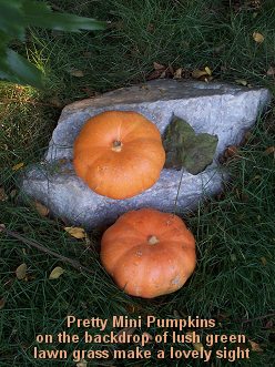 Outdoor Thanksgiving Decorating with Miniature Pumpkins
