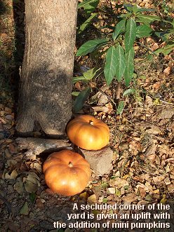 Outdoor Thanksgiving Decorating with Miniature Pumpkins