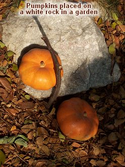 Outdoor Fall Decorating with Miniature Pumpkins
