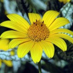 Oxeye Sunflower - Heliopsis helianthoides