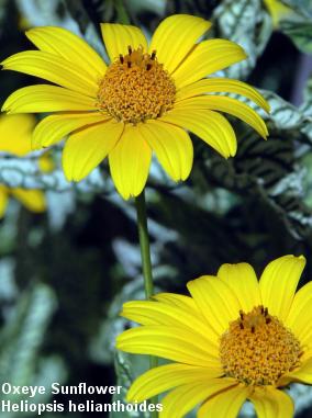 Oxeye Sunflower - Heliopsis helianthoides