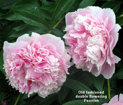 Peonies