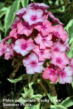 Summer Phlox