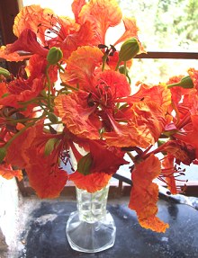 Vase full of orange poinciana blooms