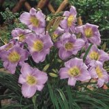 Prairie Blue Eyes Daylily