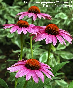 Purple Coneflower - Echinacea purpurea