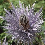 Blue Star Sea Holly