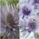 Blue Sea Holly Collection