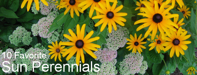 10 Favorite Sun Perennials