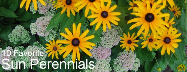 10 Favorite Sun Perennials