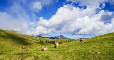 Switzerland Travel: Cheese, Chocolate, and Cows: Hiking and Biking the Swiss Alps