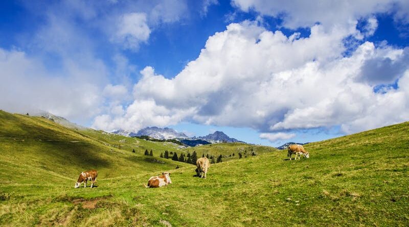Switzerland Travel: Cheese, Chocolate, and Cows: Hiking and Biking the Swiss Alps