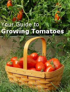 How to Grow Tomatoes