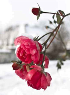 Caring for Roses in Winter
