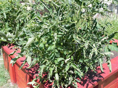 Growing Tomatoes, Onions, Peppers and Herbs together for Pizza