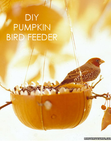 diy pumpkin bird feeder