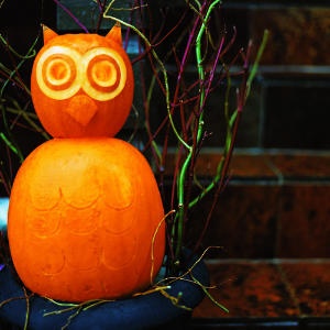 pumpkin owls